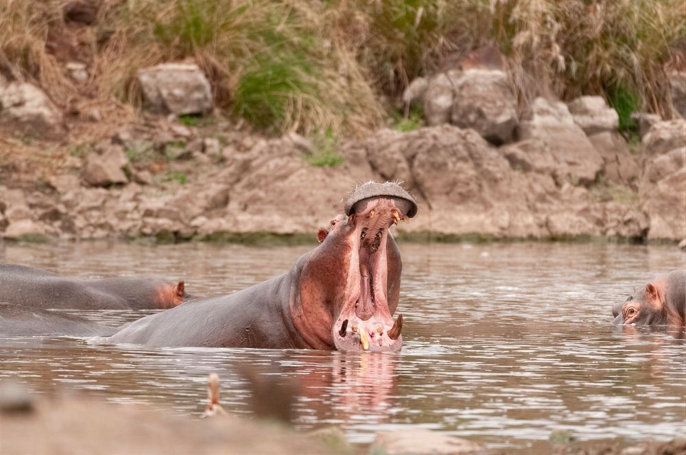 A hippo with its mouth wide open in a river, with another hippo visible in the background near a grassy bank.