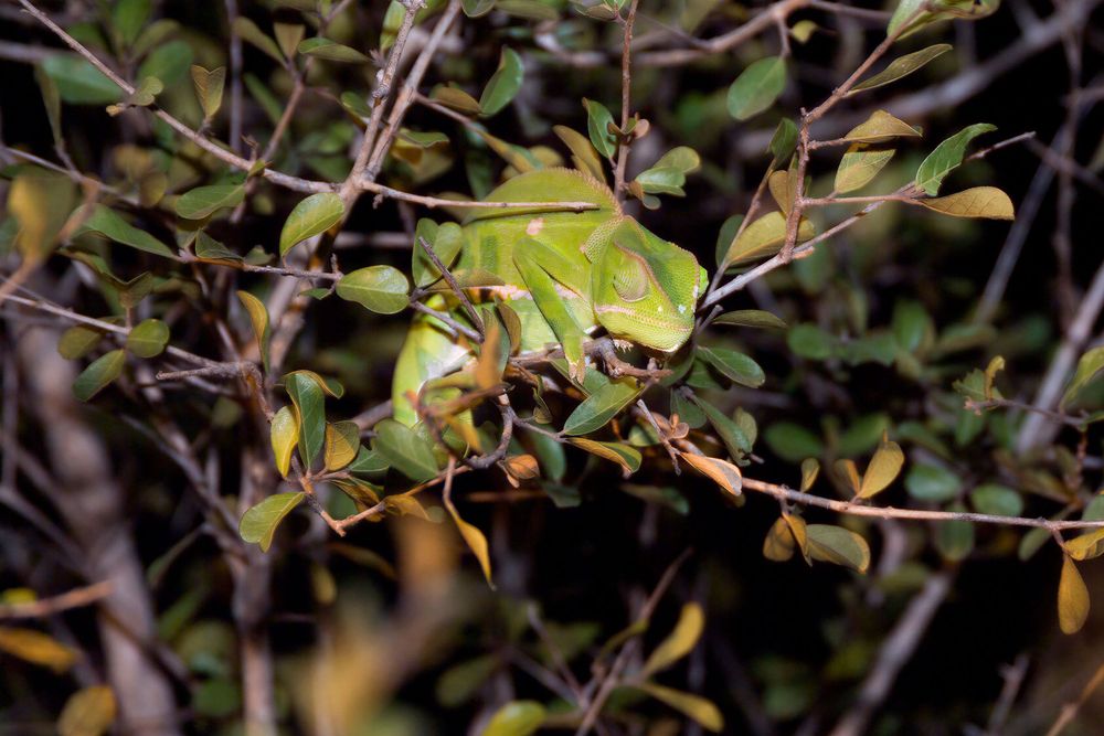 A chameleon camouflaged among leaves and branches in dark surroundings.
