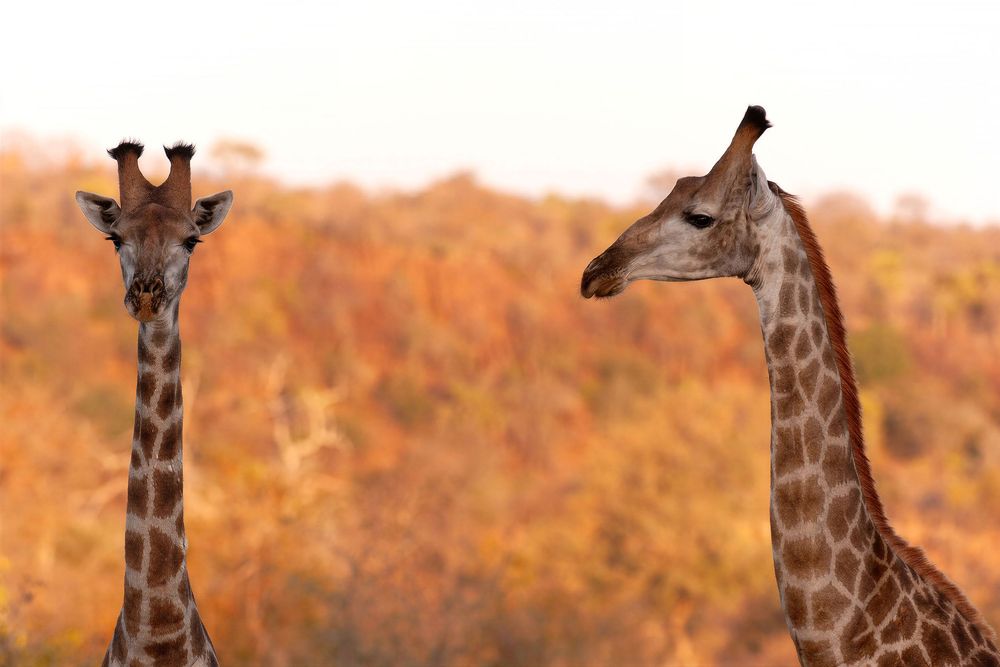 Two giraffes stand side by side in an African savanna with golden autumn foliage in the background.