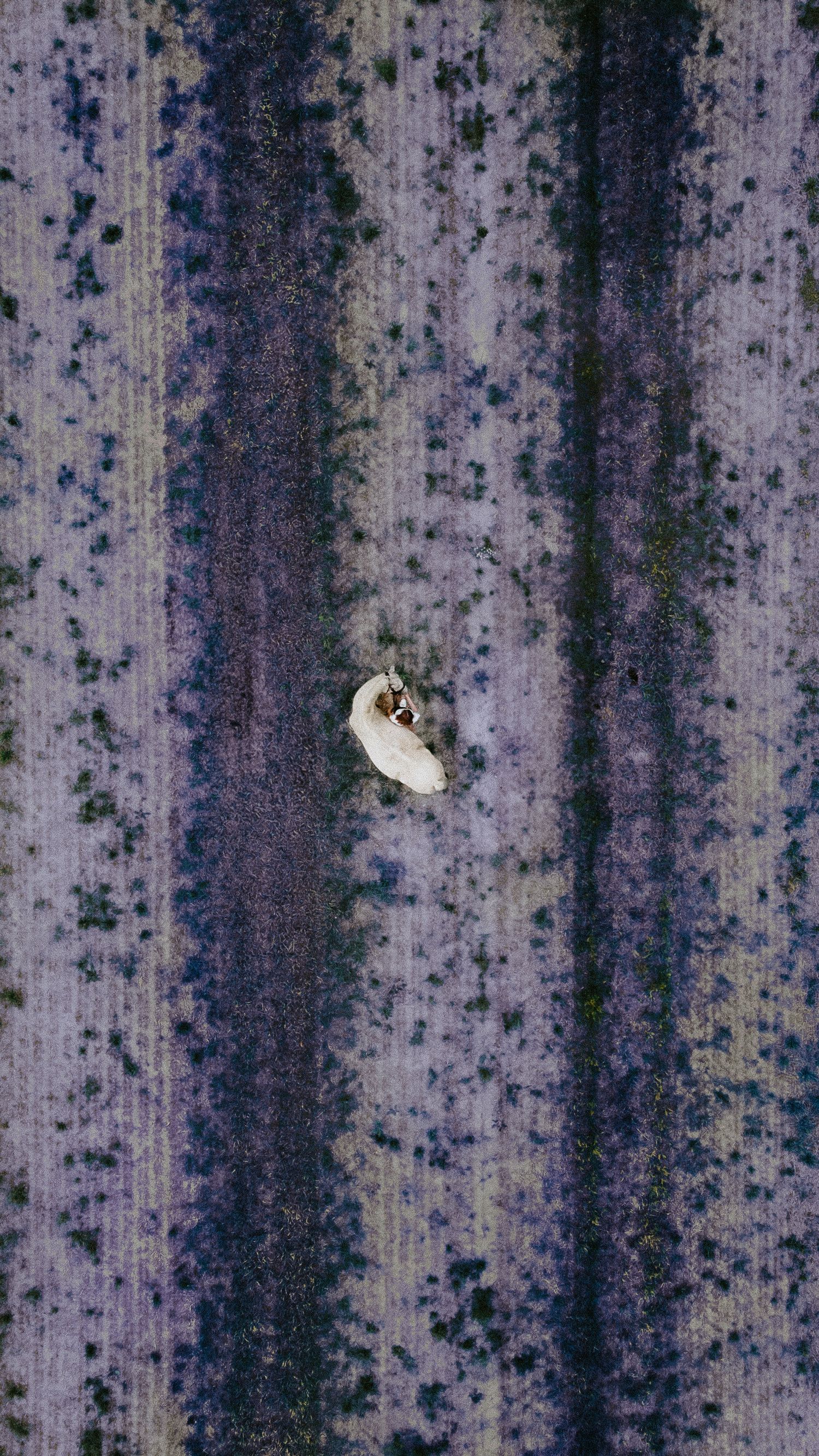 Aerial drone view of a couple in wedding attire standing in a purple lavender field.