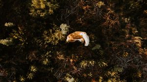 A single wild mushroom with an orange-brown cap nestled among dense green moss and forest undergrowth.