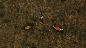 Aerial view of a person walking between two deer on dry brown grassland terrain.