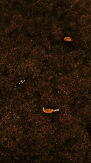 Aerial view of fallen autumn leaves scattered on dark brown soil ground texture.