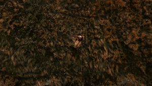 Aerial perspective showing someone resting amid dark textured agricultural fields.