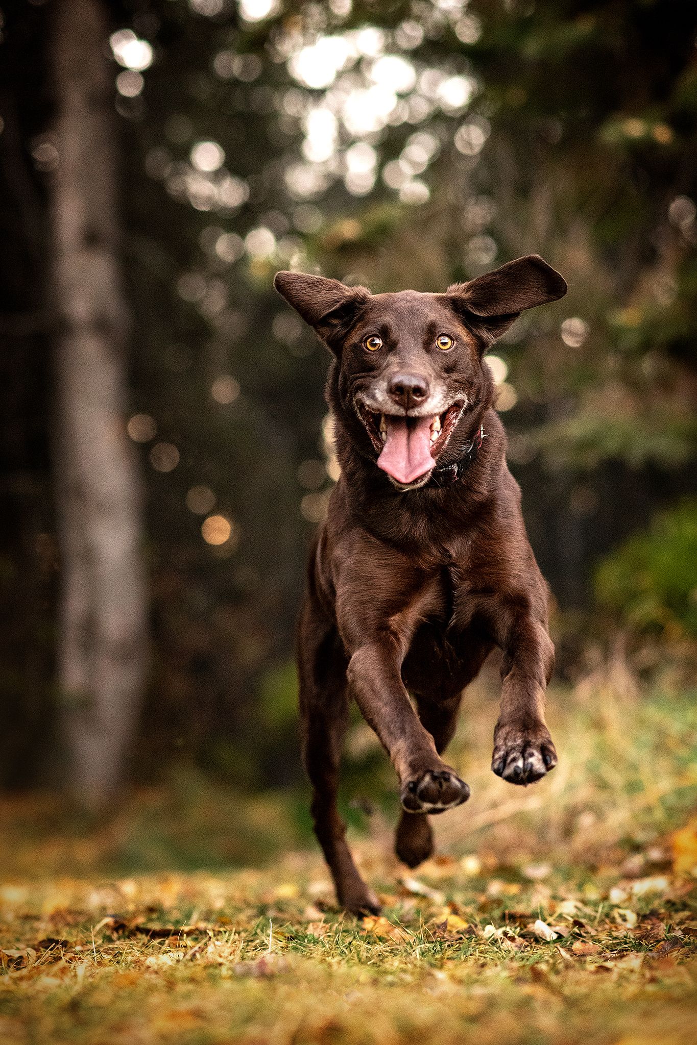 Lab, Labrador Retriever, Red Deer Photographer