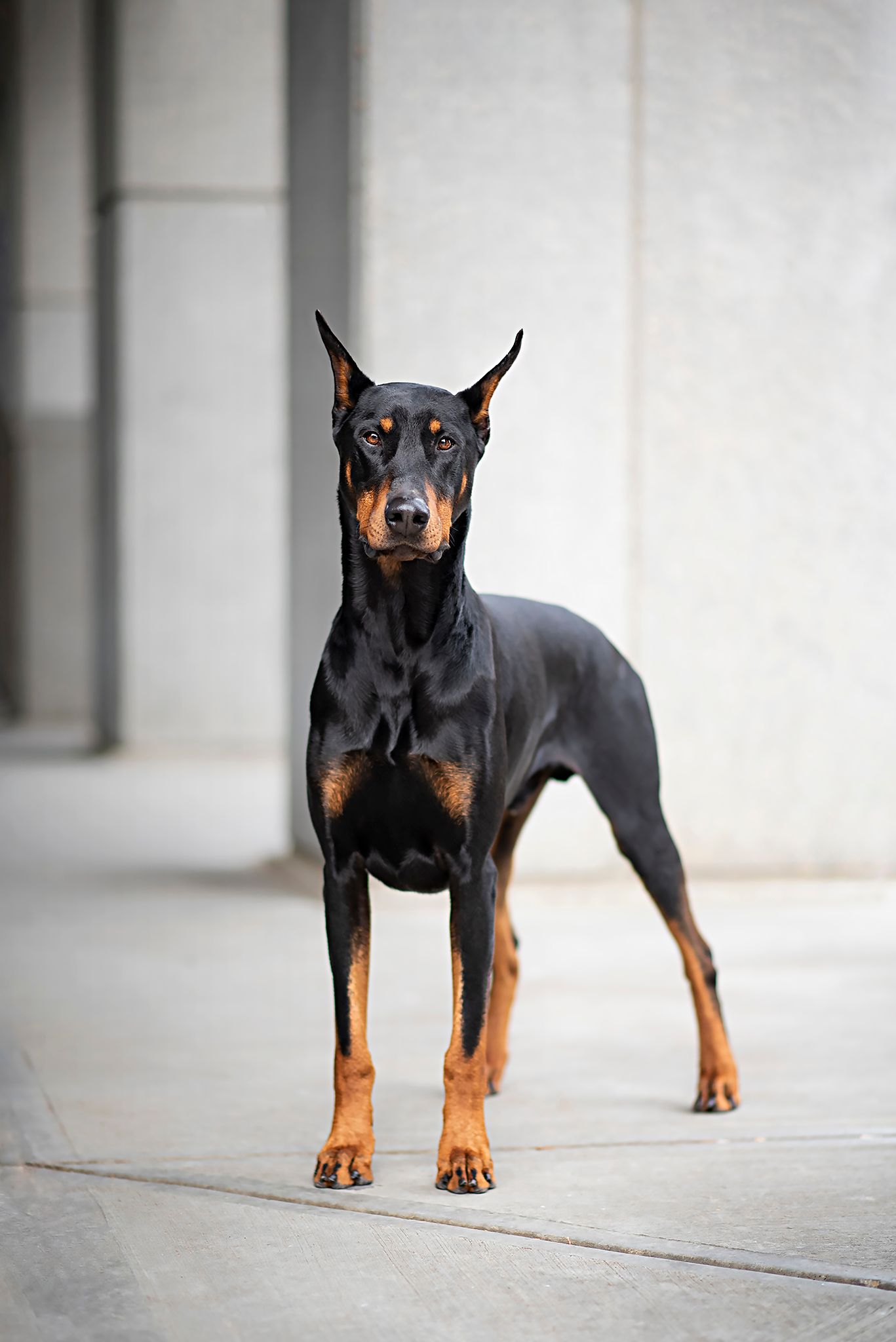 Doberman, Drax, Dog Portrait, Dog Photographer, Studio Portrait, Pet Photographer near me, Red Deer Alberta Dog Photographer