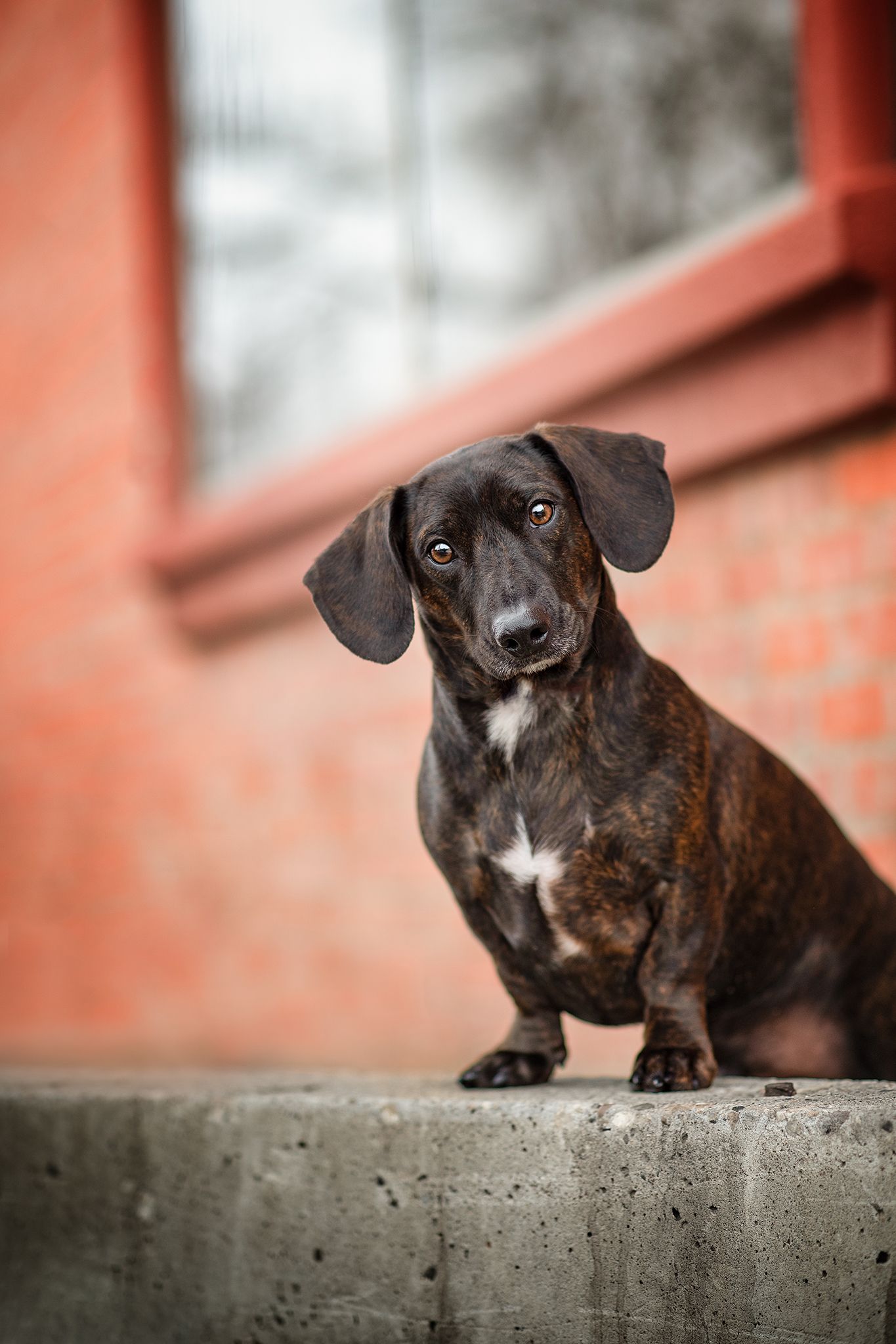 Daschund, Photographer Near Me