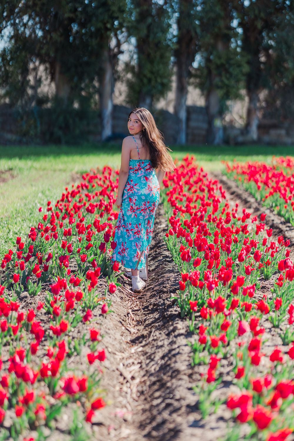 A person in a blue dress walks through rows of bright red tulips with trees in the background.
