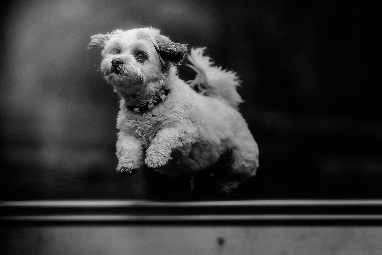 White fluffy dog with wild hair running through snow with determined expression.