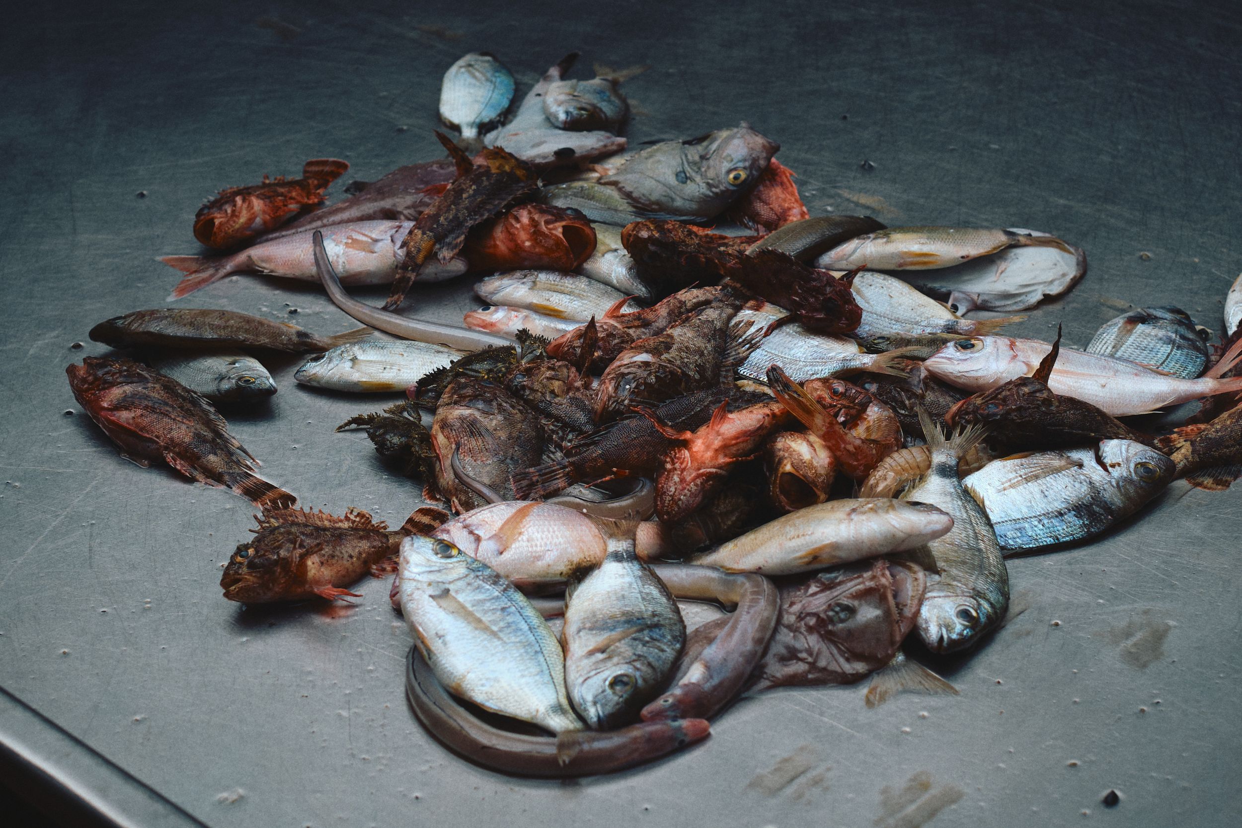 Fresh caught fish and seafood displayed on a dark surface.