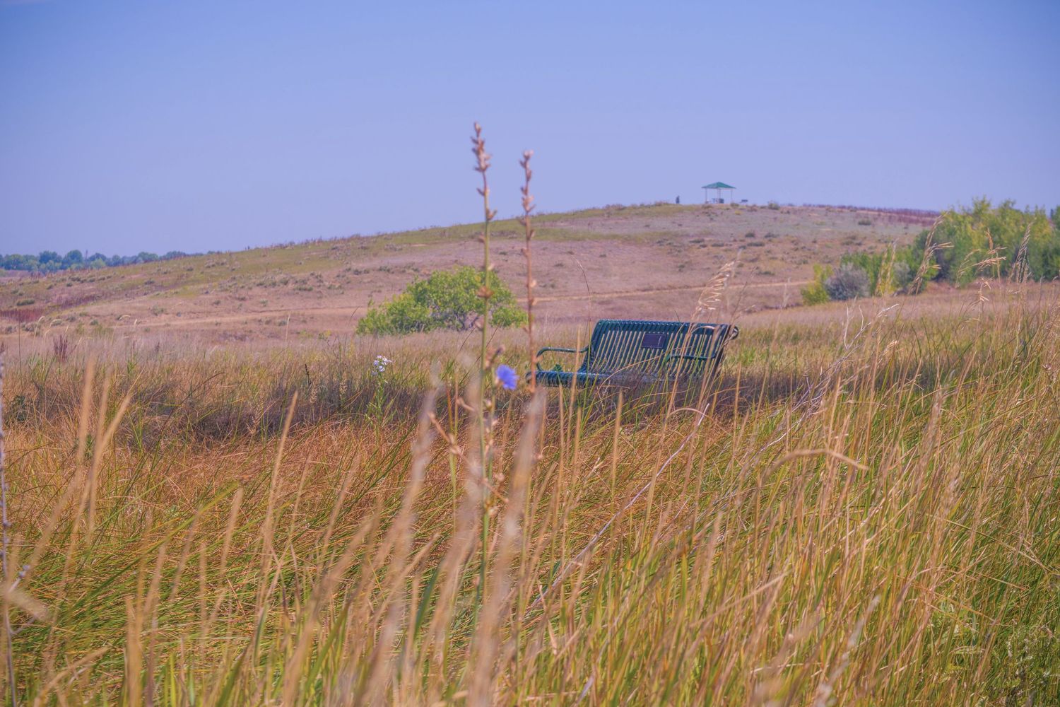 A solitary bench sits among tall prairie grasses on a hilltop under blue skies.