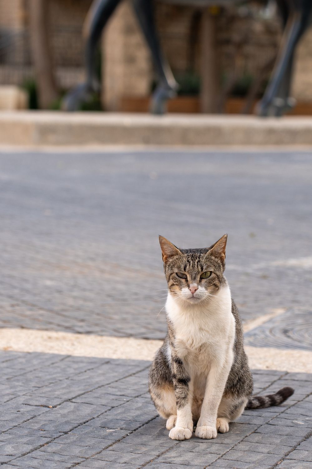 Gray and white cat sitting attentively on cobblestone street.