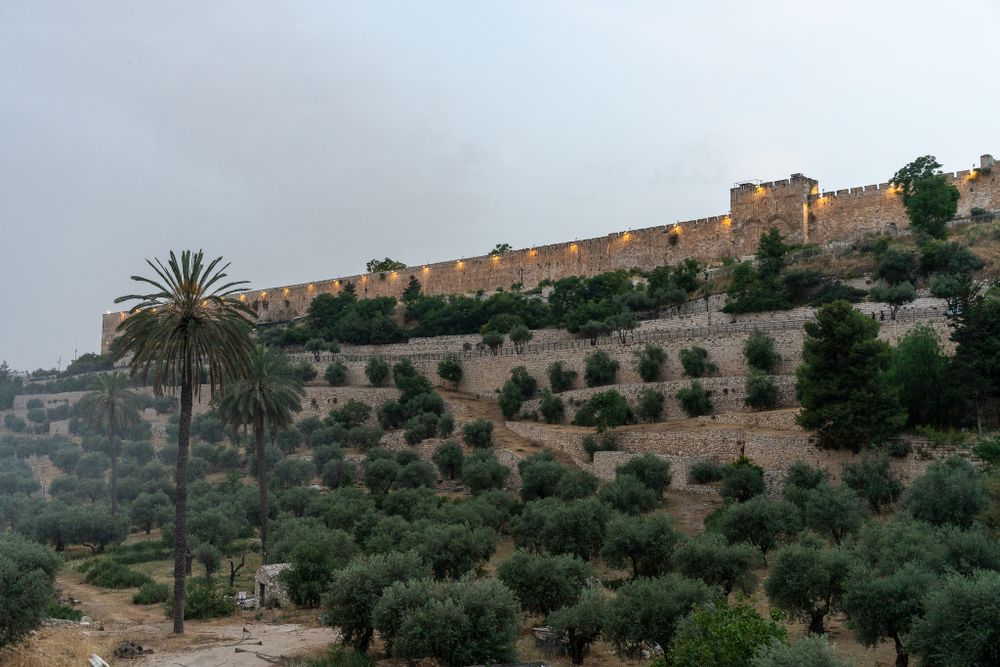 Ancient stone fortress walls on a hillside surrounded by olive trees and palm trees.