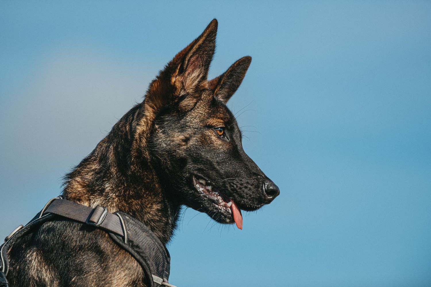 German Shepherd dog portraits in profile against blue sky showing alert and attentive expressions.