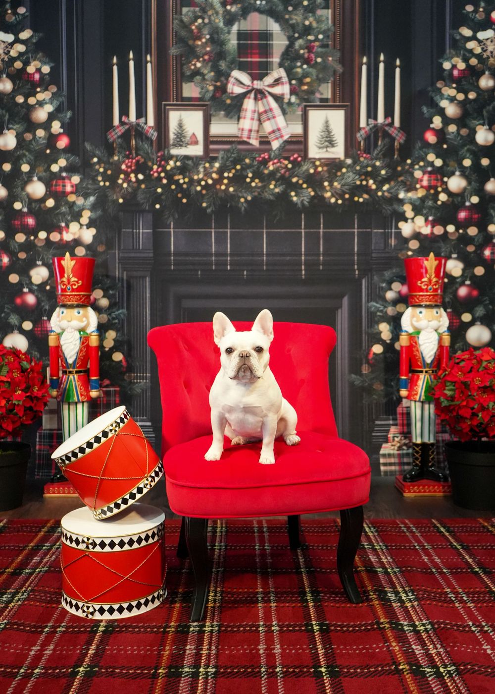 White French Bulldog sits on red velvet chair surrounded by Christmas trees, nutcrackers, and festive holiday decorations.