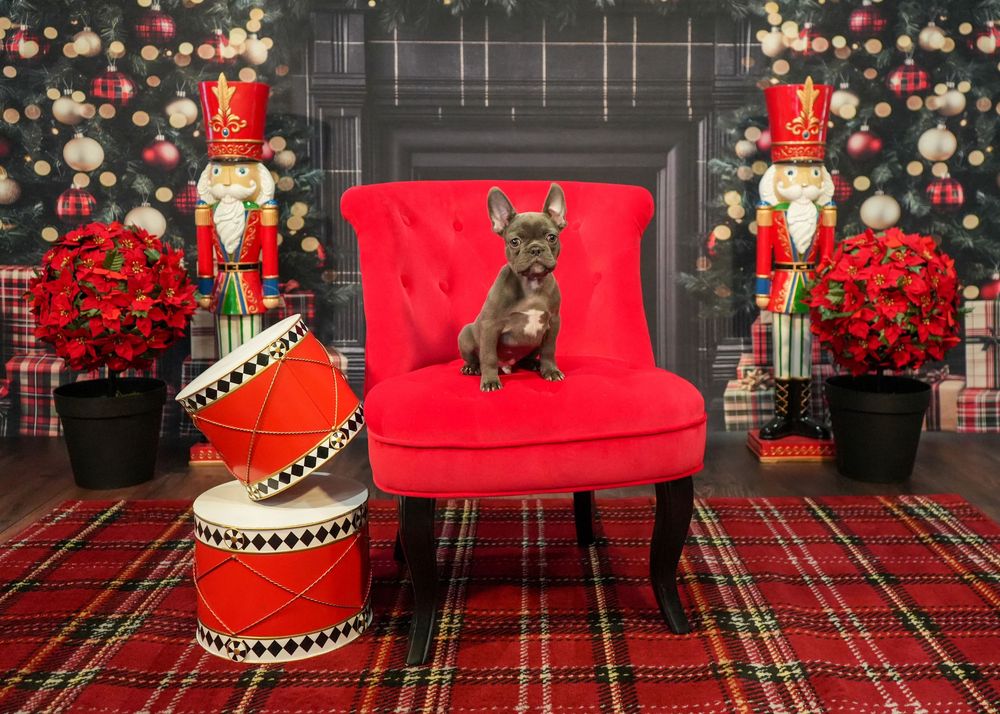 A French Bulldog sits on a red velvet chair surrounded by nutcrackers, poinsettias, and Christmas decorations on plaid carpet.