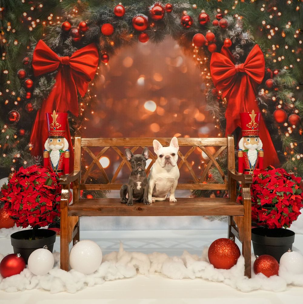 Two French Bulldogs sit on a wooden bench surrounded by festive Christmas decorations, red bows, poinsettias, and ornaments.
