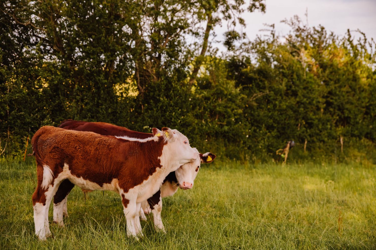 Candid wedding photography Weymouth, Dorchester, Poole. Wedding cows. Farm wedding. Dorset Photographer