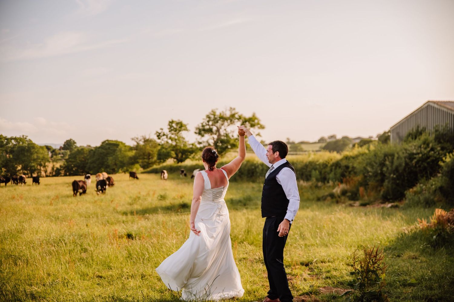 Candid wedding photography Weymouth, Dorchester, Poole. Festival wedding Dorset. Celebrant wedding Dorset . Wedding cows. Farm wedding