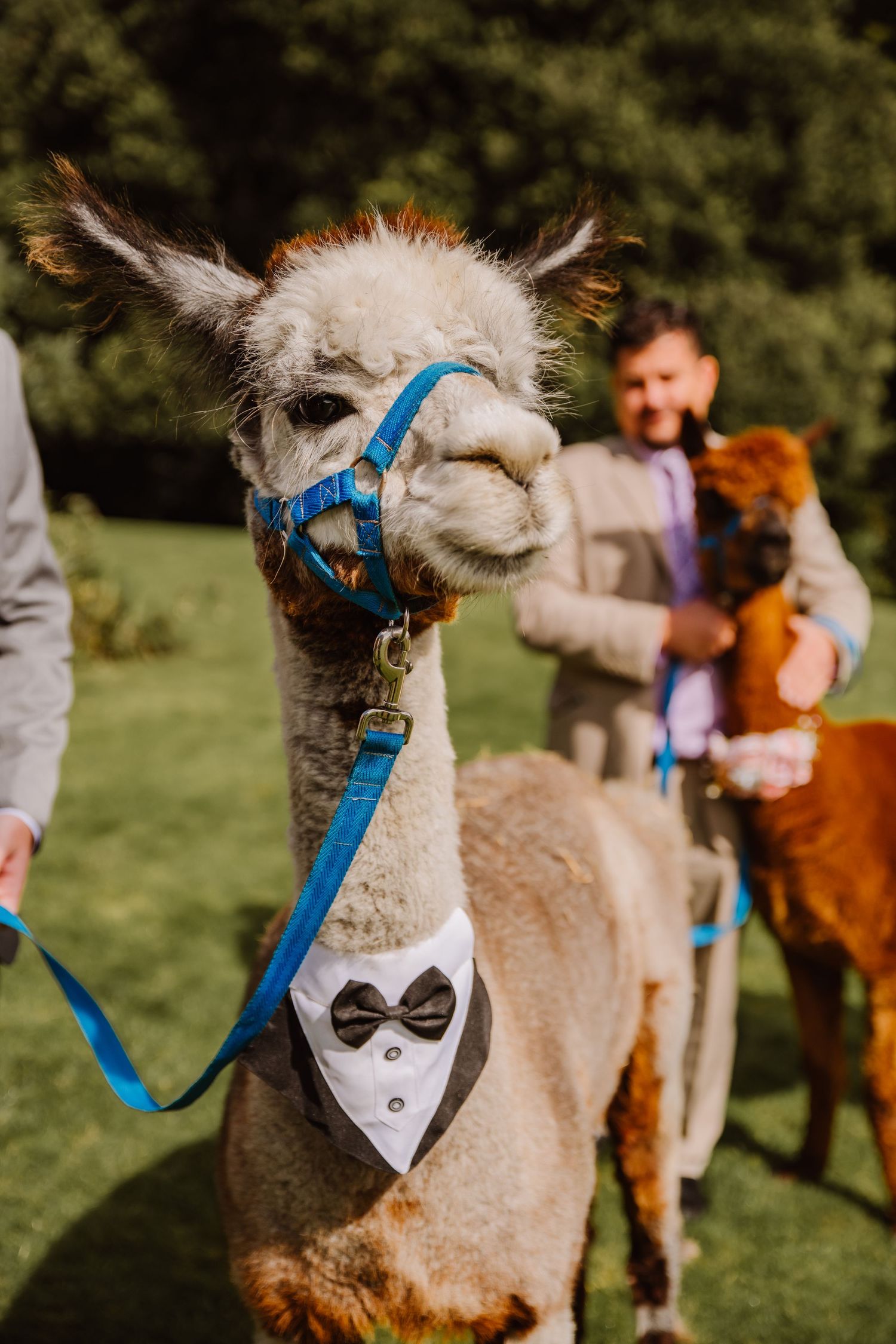 Portland Alpacas at a wedding at Upwey House, Weymouth Dorset. Weymouth wedding. Alpacas at wedding. Alpaca in suit.