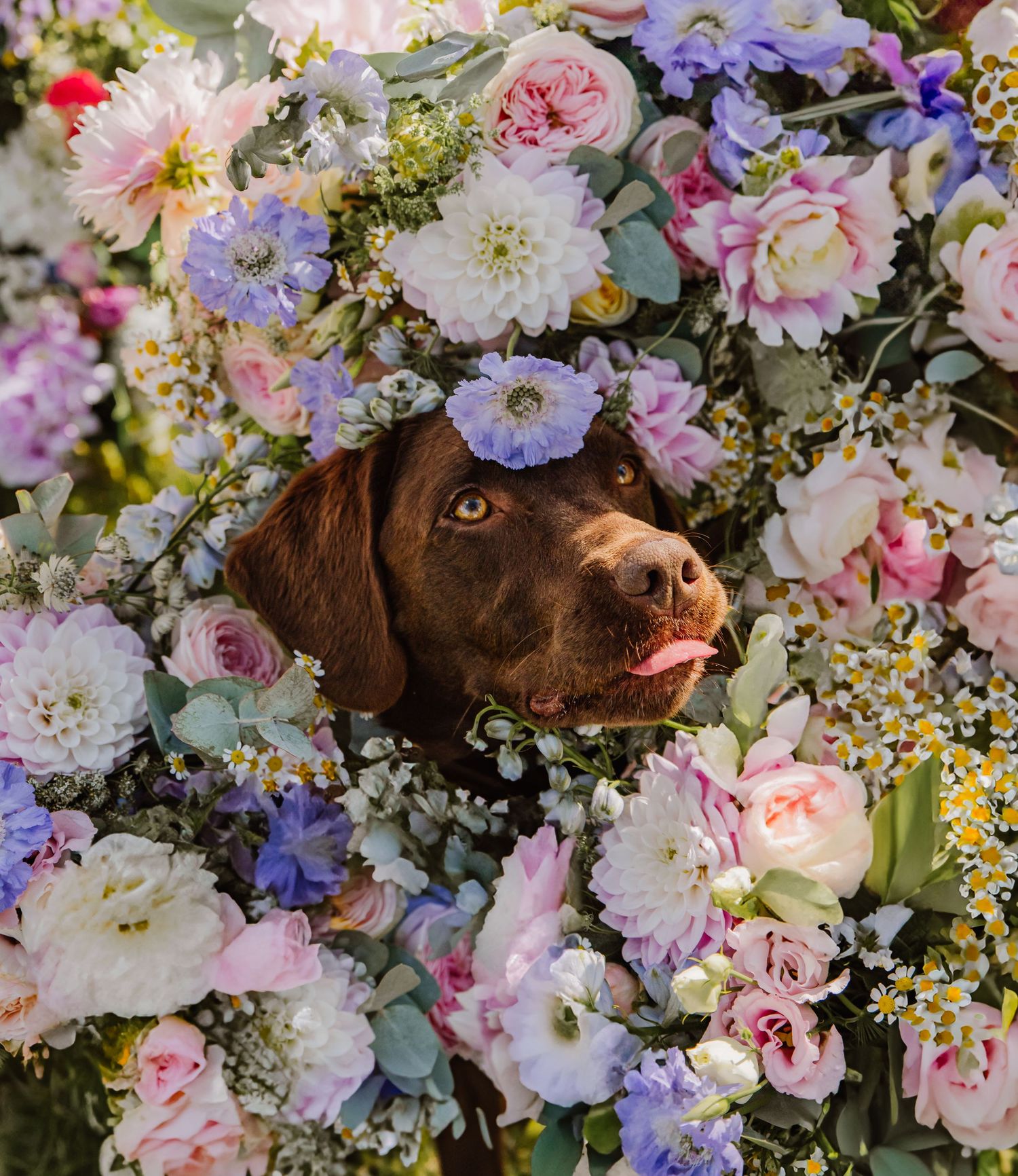 Dog chaperone at wedding venue Dorset. Dog with bridal bouquet. Chickerell Moor Farm barn wedding. Barn wedding Weymouth. Floral Couture