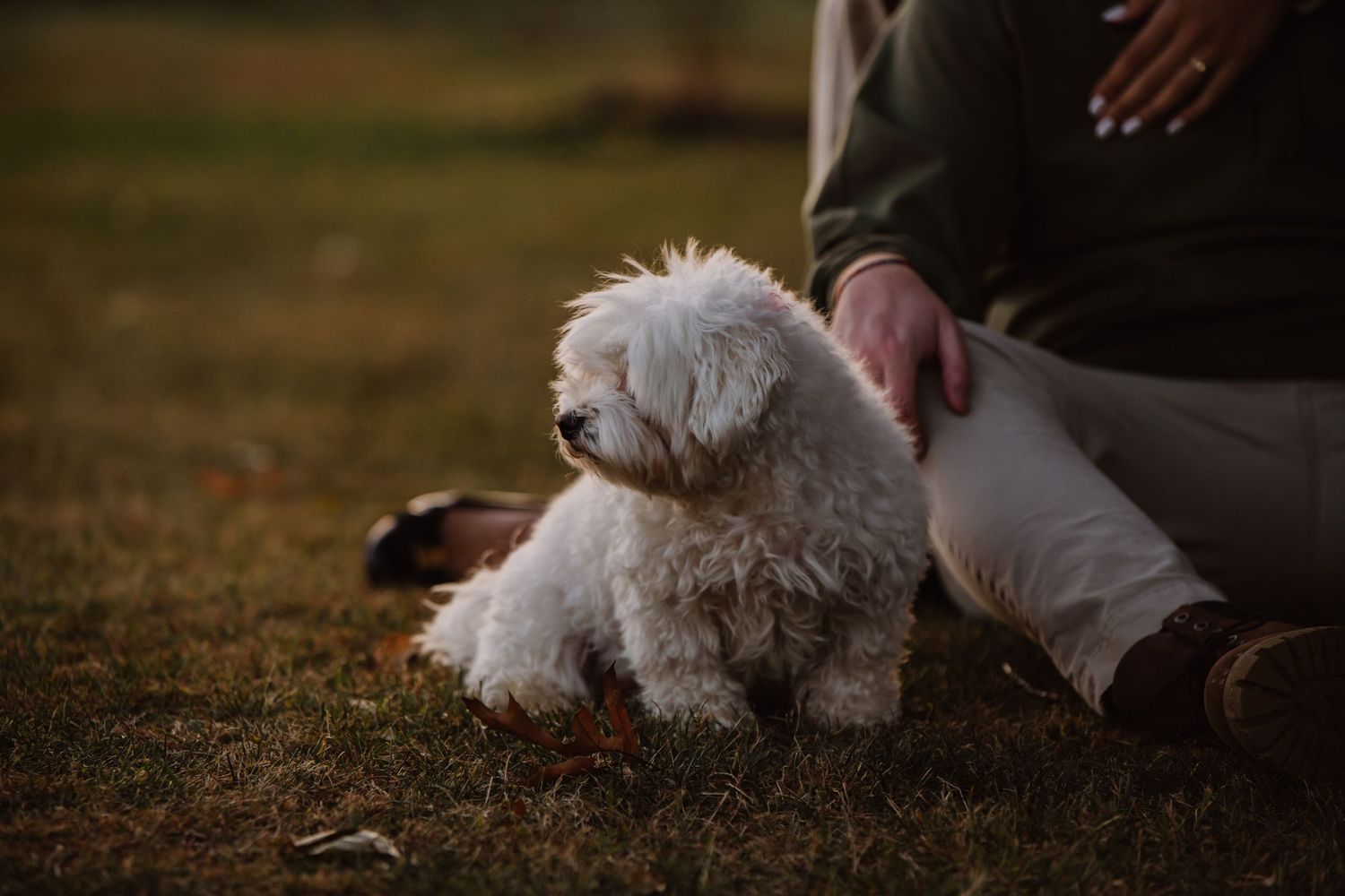 Dog at engagement shoot. Engagement shoot on farm. Weymouth photographer