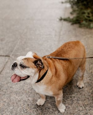 Happy English bulldog with tongue out on leash during walk.