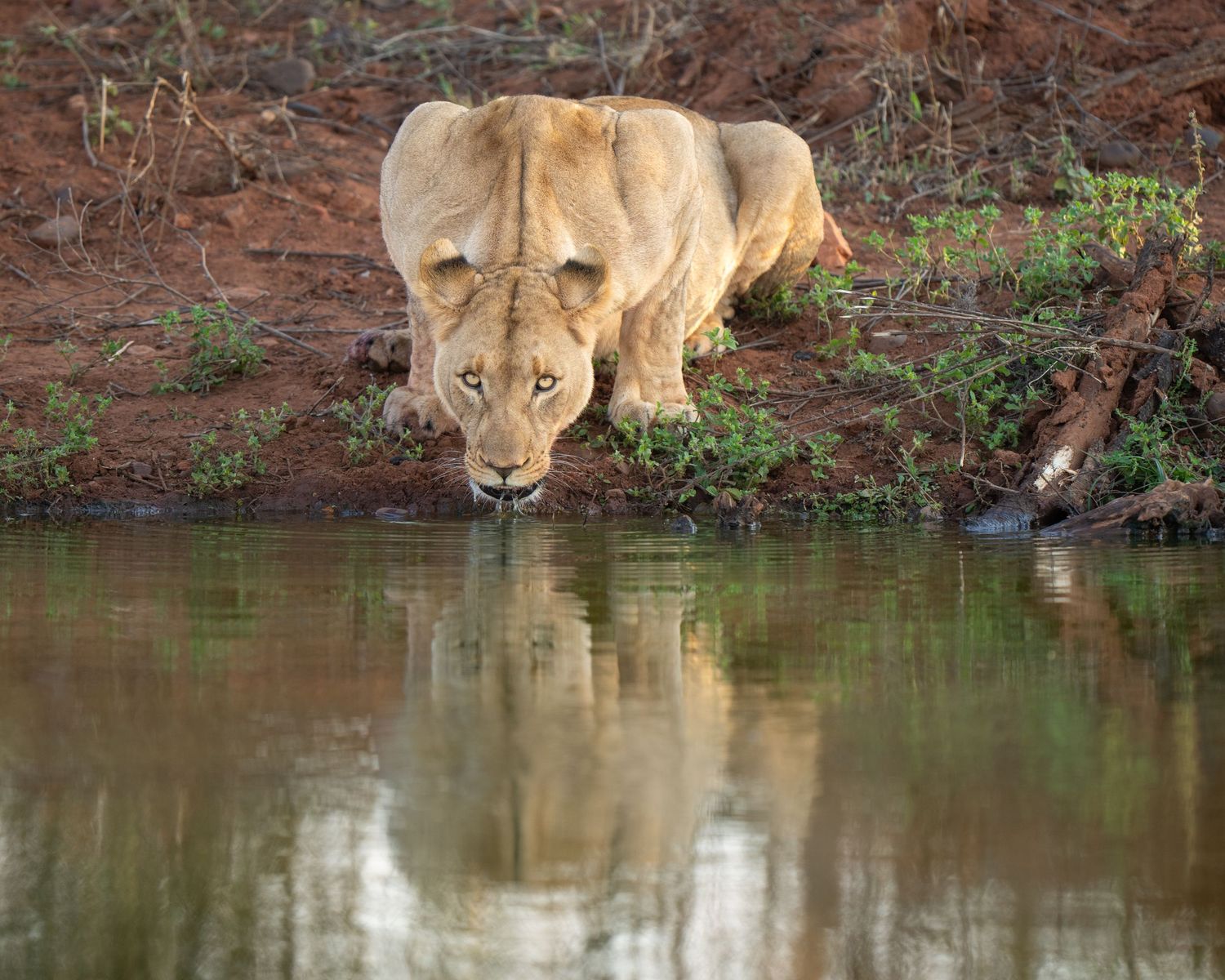 Lioness bends down to drink from a calm waterhole with her reflection visible in the water.