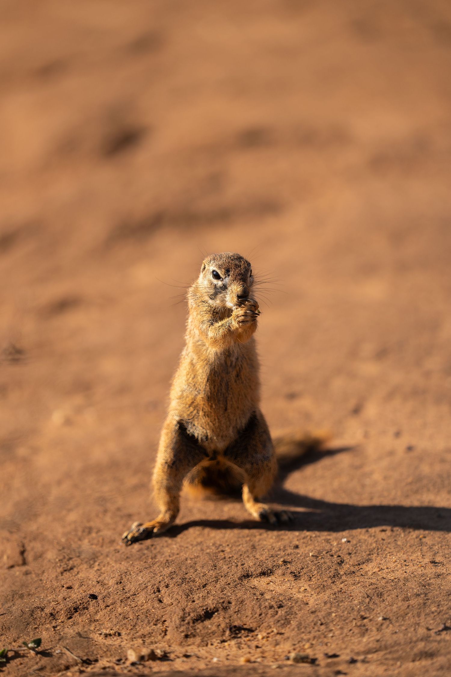 Ground squirrel sitting upright on red desert sand casting long shadow.