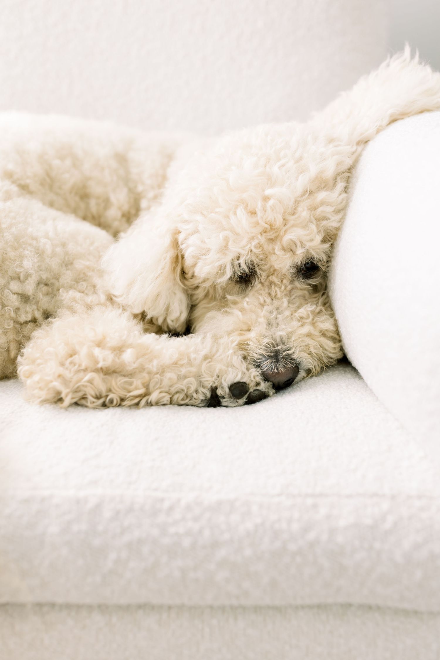 A fluffy white goldendoodle dog sleeping peacefully on a light colored couch.