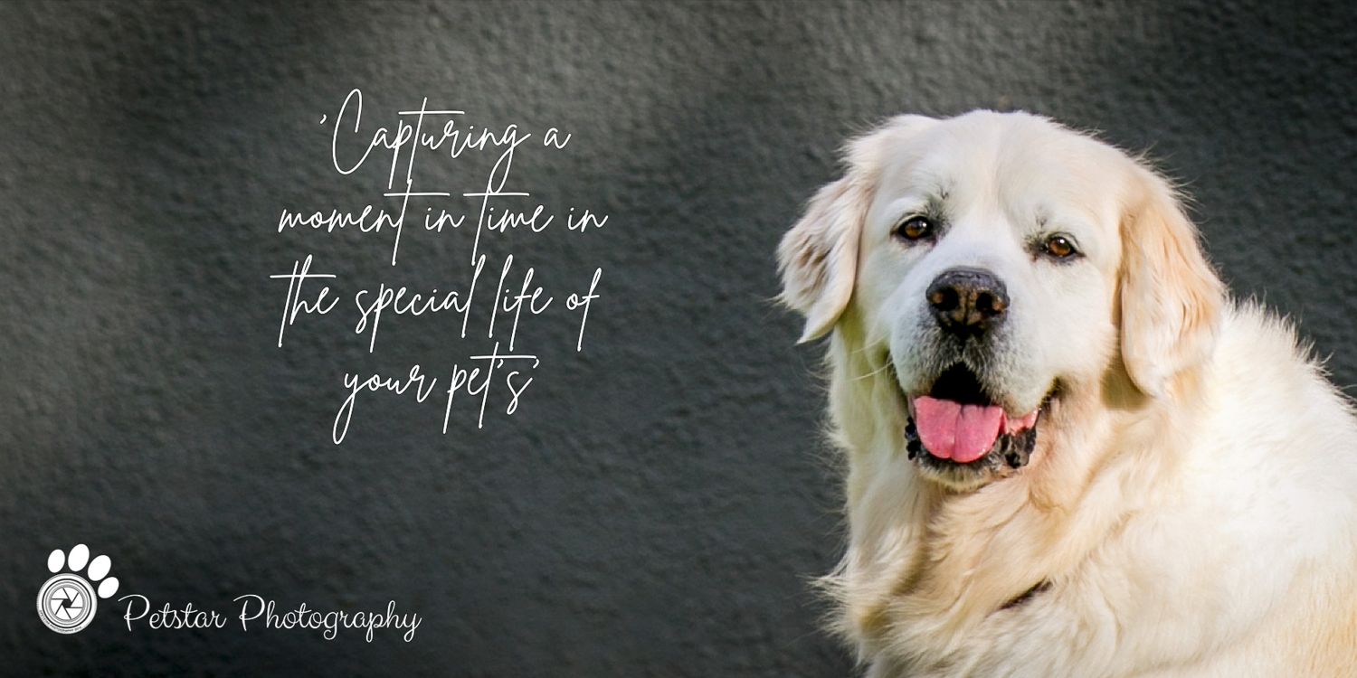 Adelaide Proffesional Pet Photographer