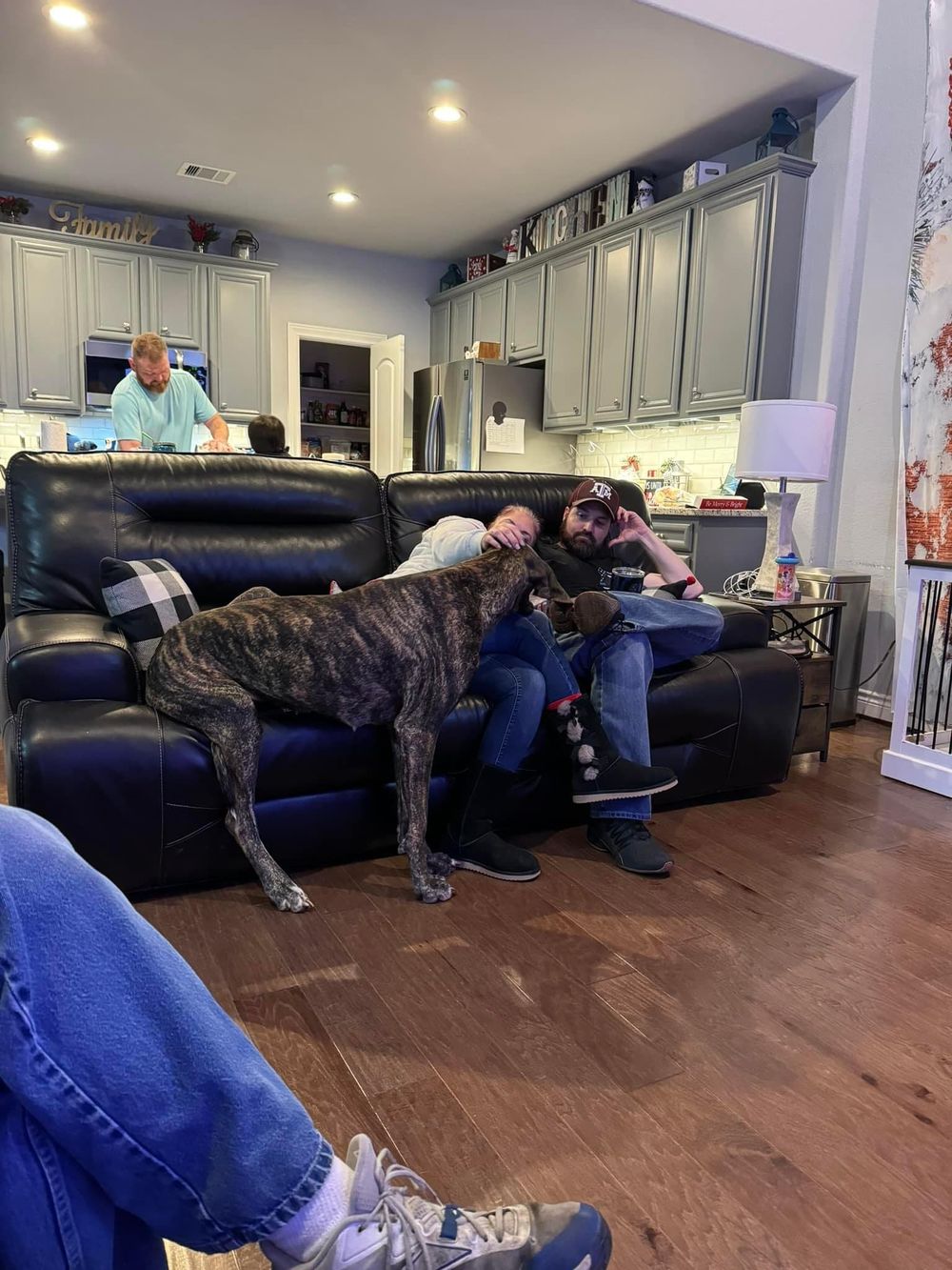 Large dogs lounging on blue couch in modern living room with hardwood floors.