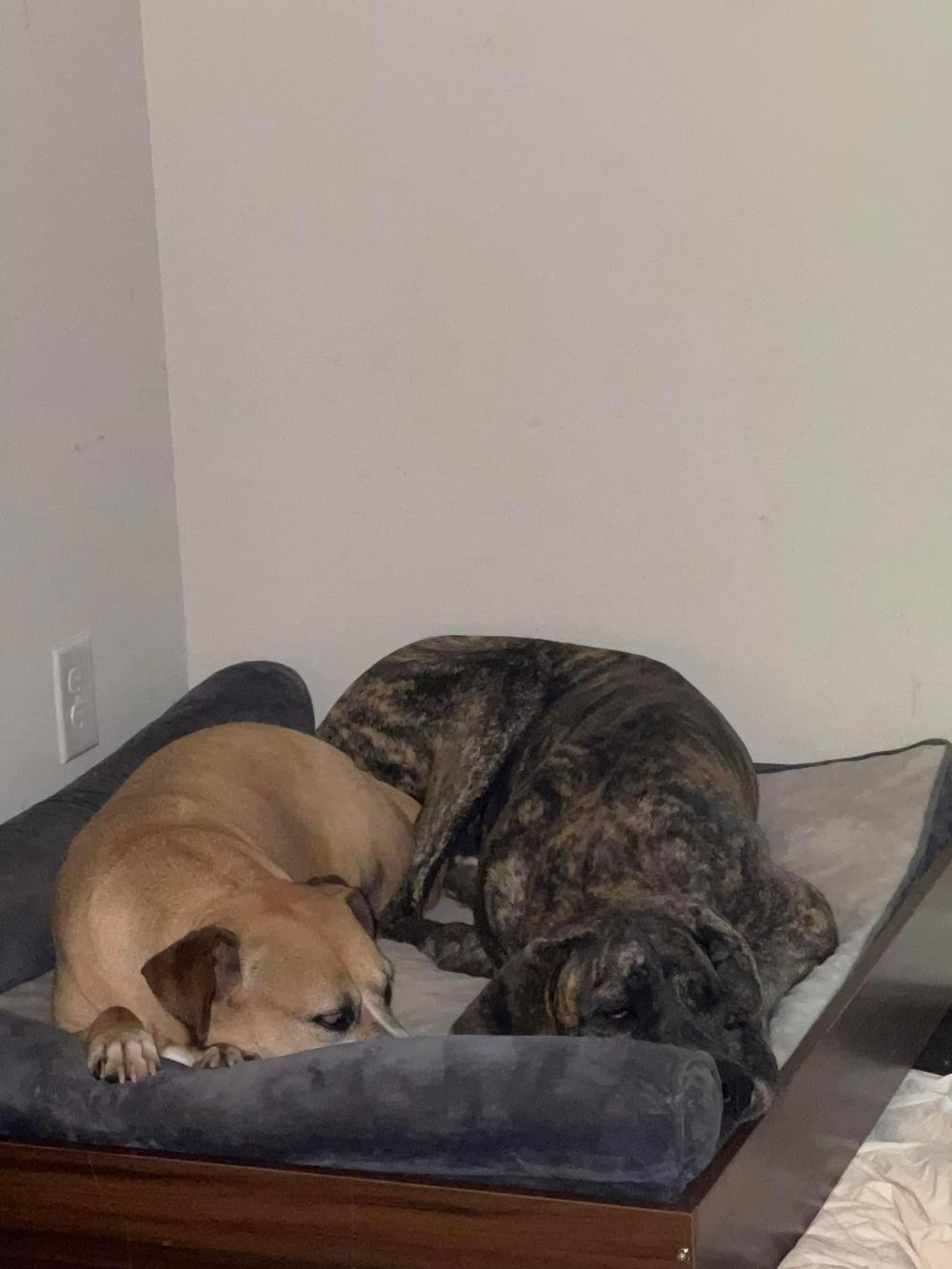 Two dogs sleeping peacefully together on a dark cushioned bed.