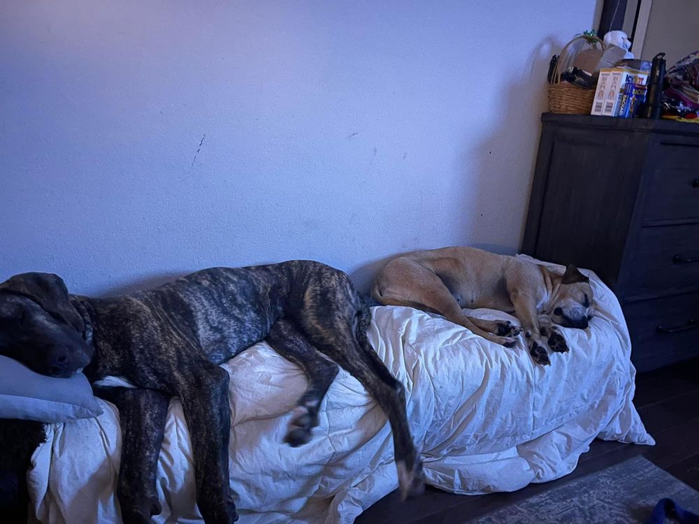 Dogs resting comfortably on white bedding in a bright room.