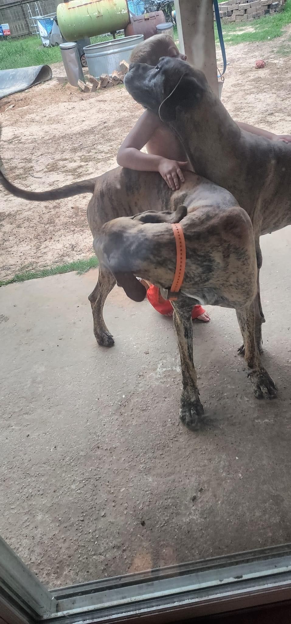 Muddy Great Dane receiving affection outdoors on concrete patio.