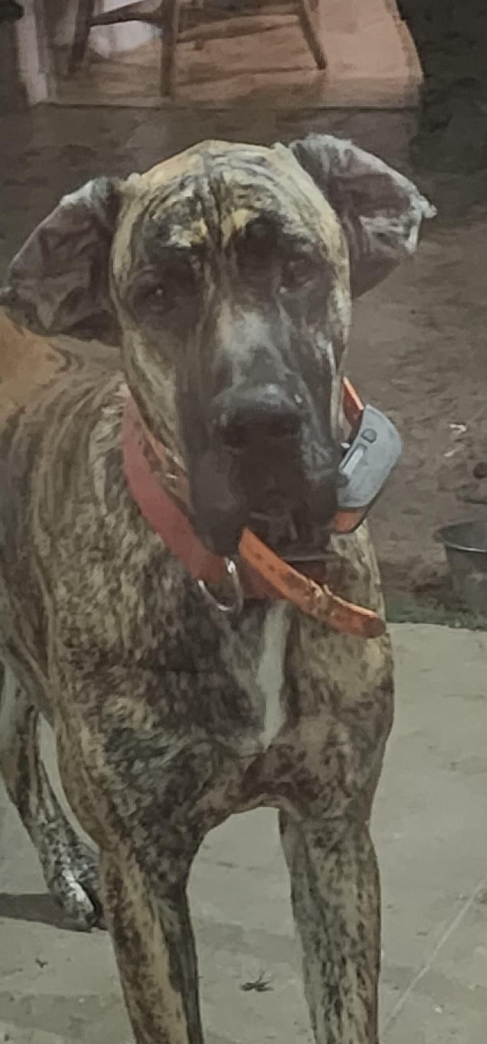 Close-up of brindle Great Dane wearing orange collar in indoor setting.