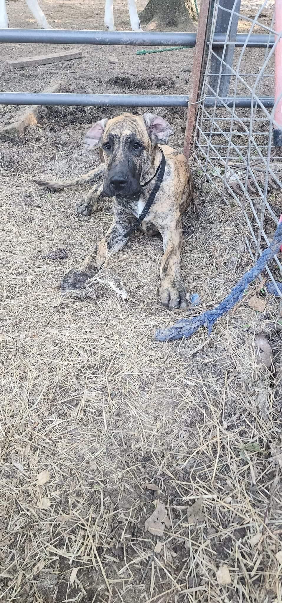 Large brindle dog resting comfortably in hay near metal fencing.