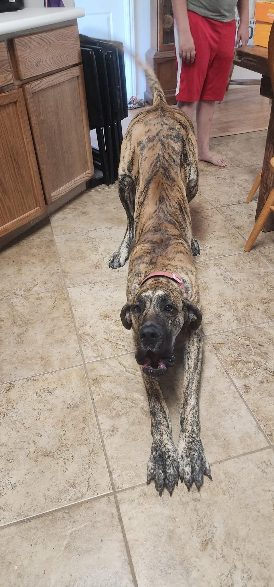 Brindle dog sprawled out on beige tile floor near wooden cabinets.