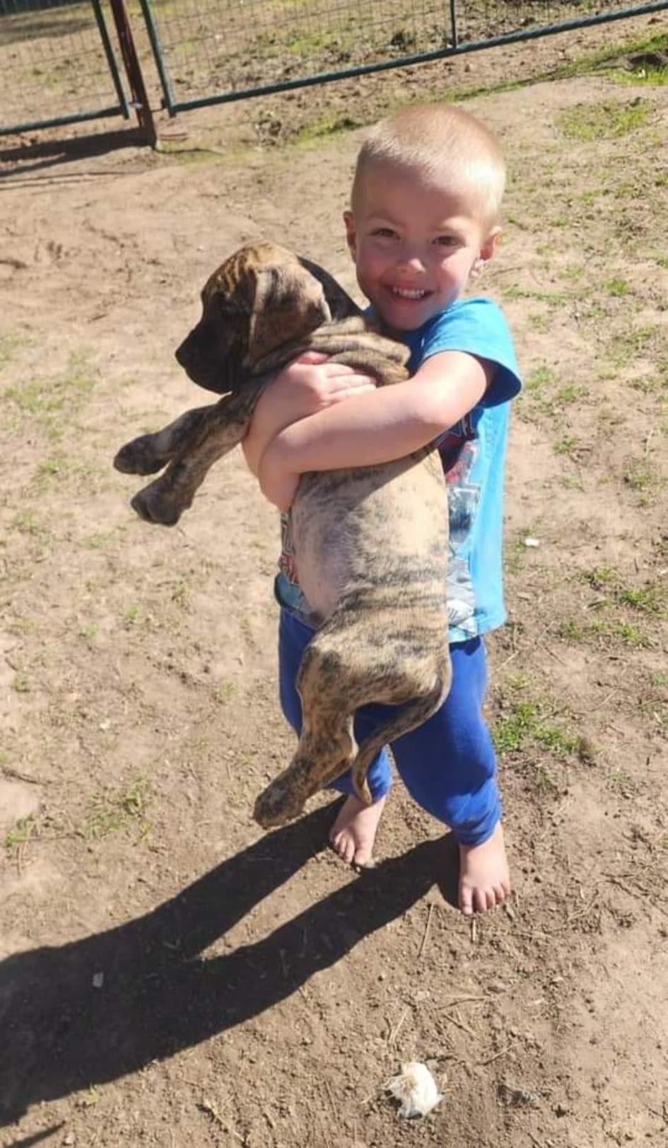 Young child hugging a large brindle dog outdoors.