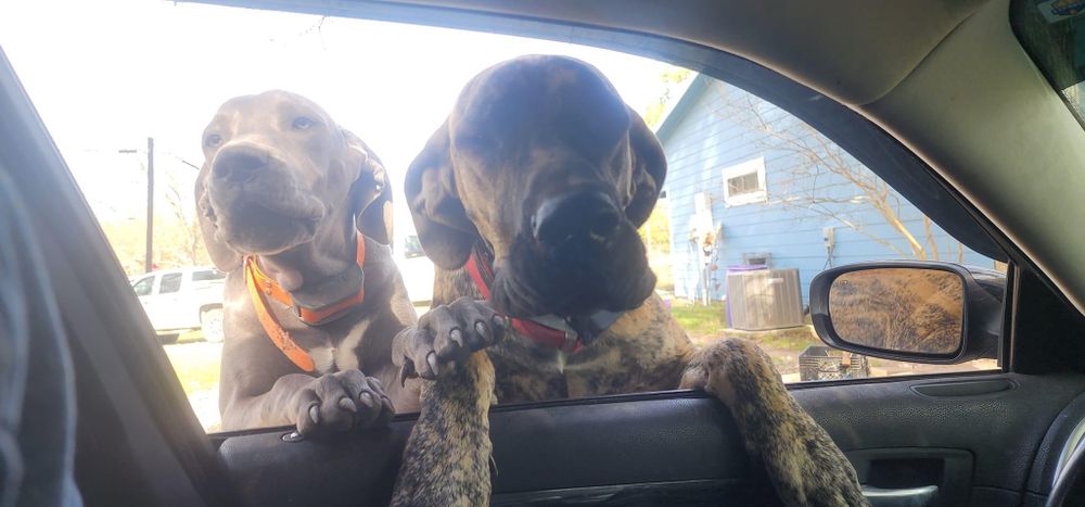 Brindle dog visible through car windshield on sunny day.
