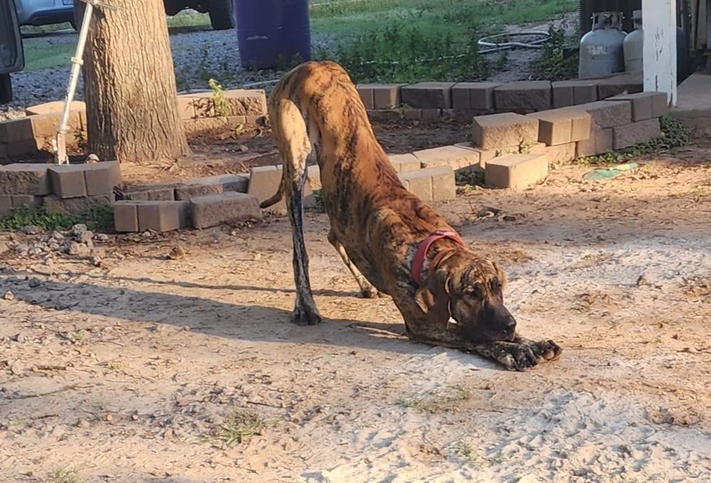 Brindle dog relaxing in outdoor setting near trees.