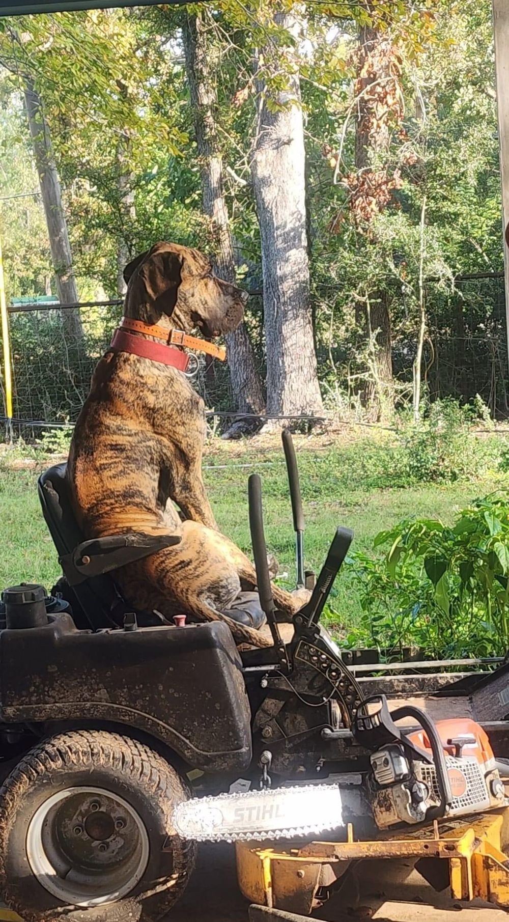 Large brindle dog sitting atop riding lawn mower in garden setting.