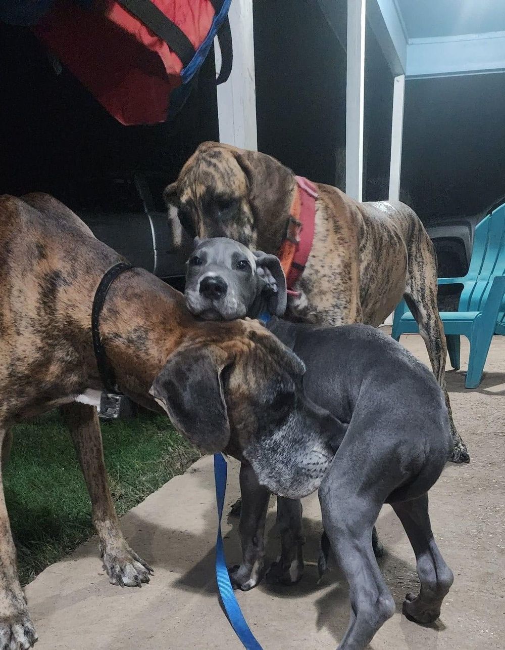 Two dogs, one brindle and one dark, interacting on outdoor patio.
