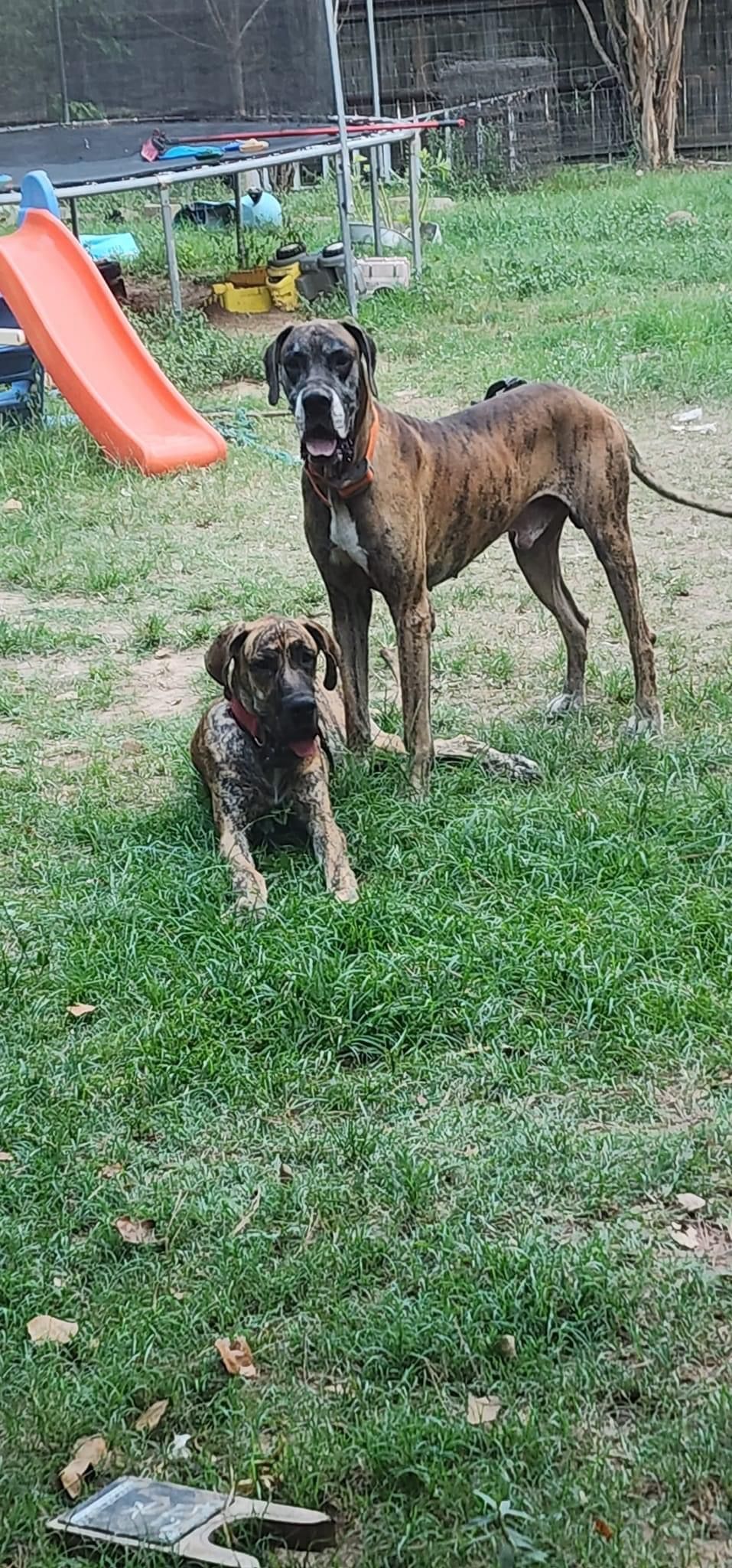 Three brindle dogs standing in grassy yard with orange playground slide visible.