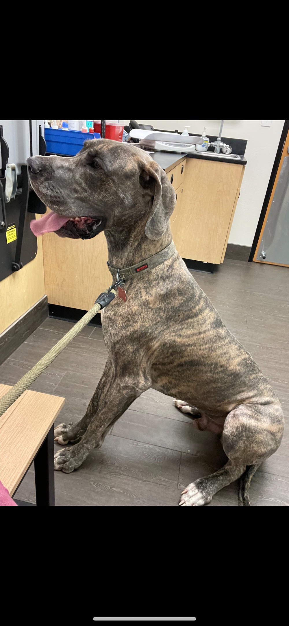Brindle dog lounging on floor in office setting with wooden cabinets.