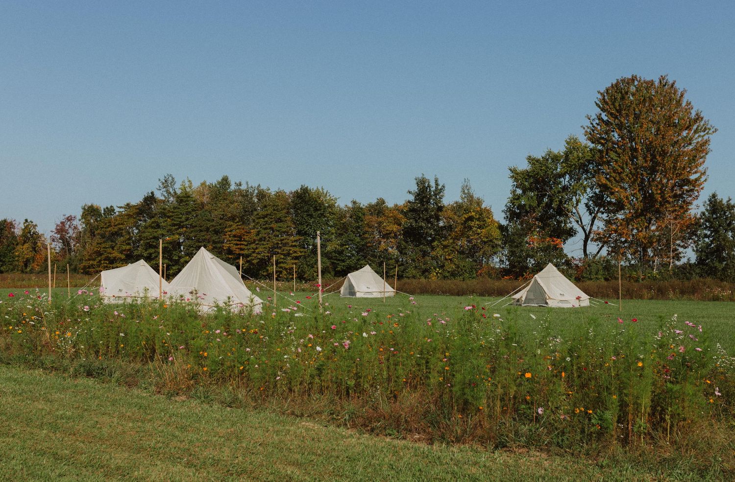 Three white bell tents set up in a green field on a clear autumn day.