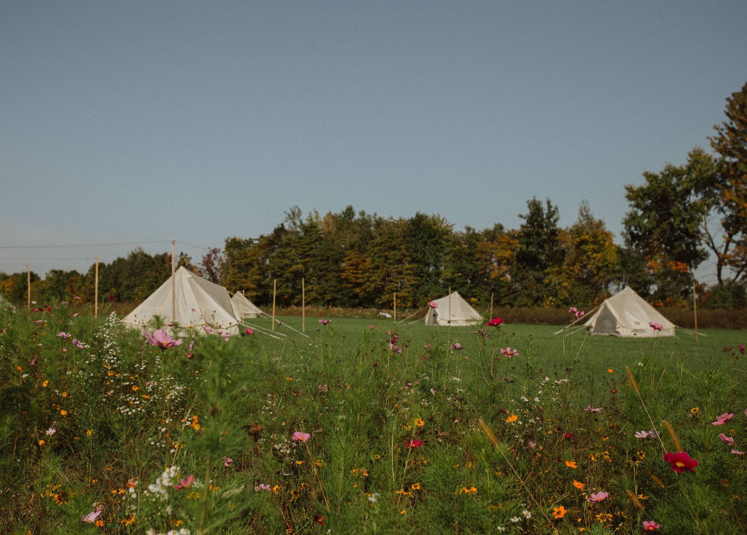 Wildflower field with white glamping tents visible in the background against a blue sky.