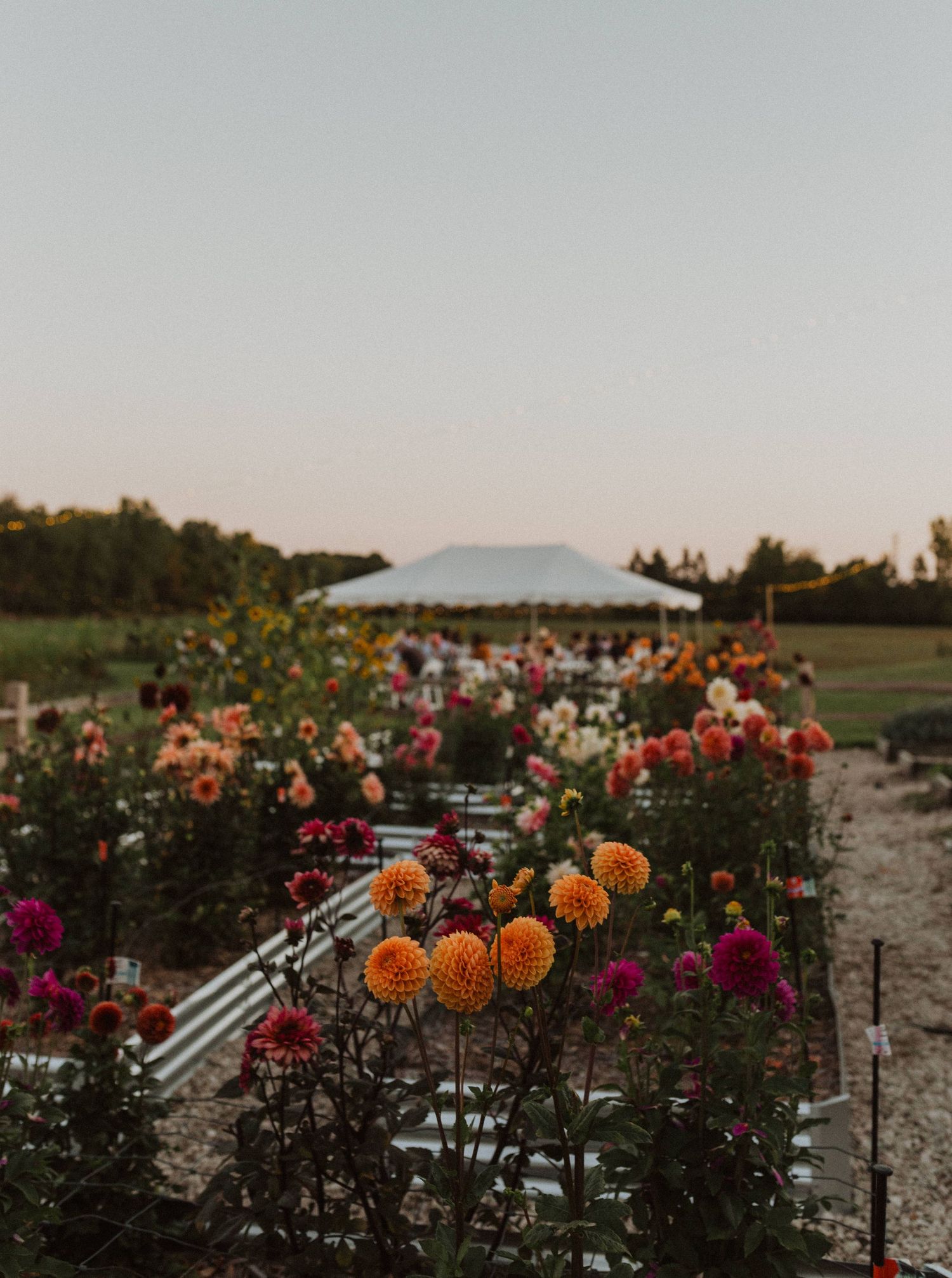 Colorful dahlias and flowers blooming in rows at sunset with white benches in the background.