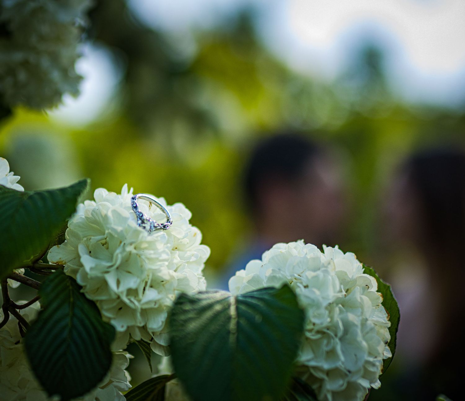 White hydrangea flowers blooming in soft focus garden setting.