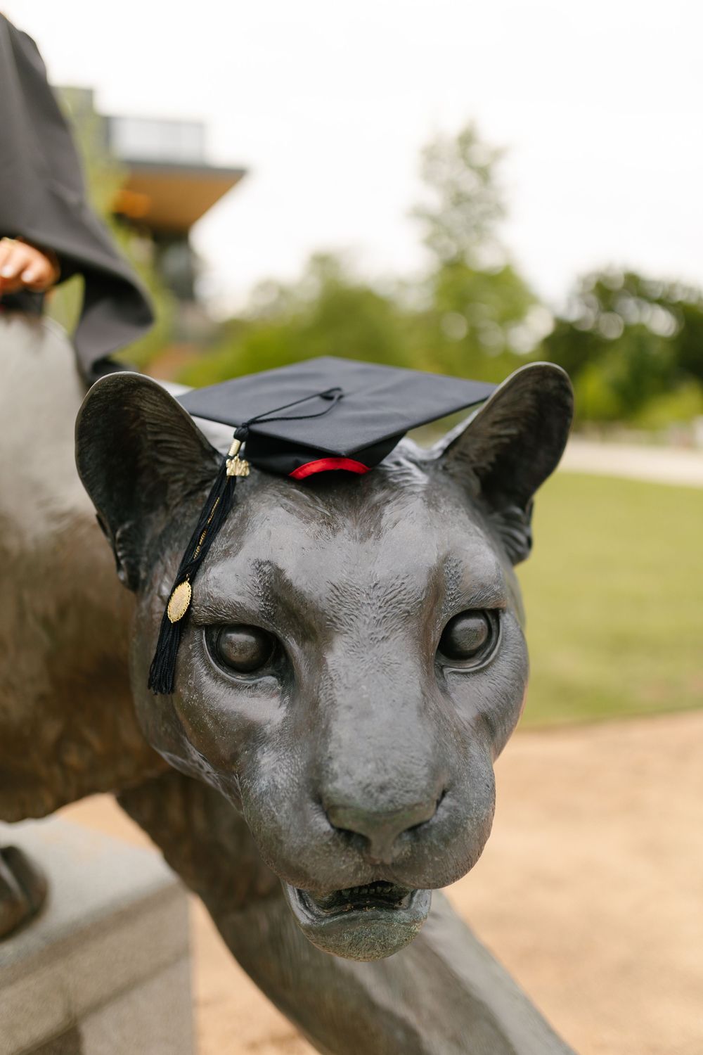 Bronze cougar statue wearing a miniature black graduation cap with red tassel outdoors.